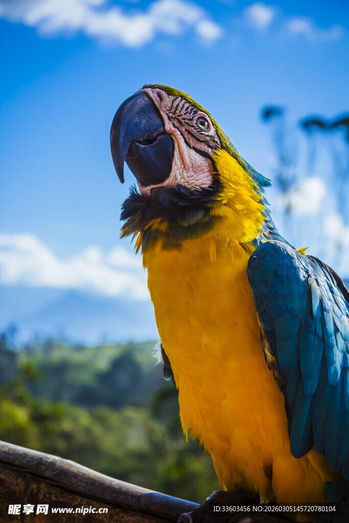 蓝黄鹦鹉栖息于户外
