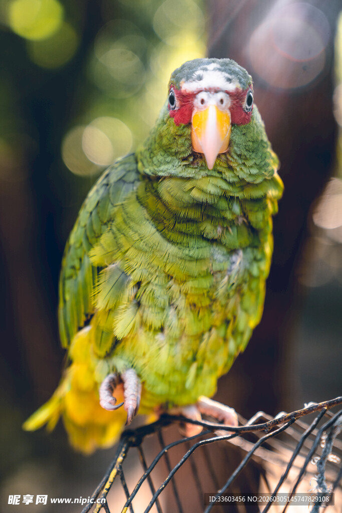 绿鹦鹉站在笼边