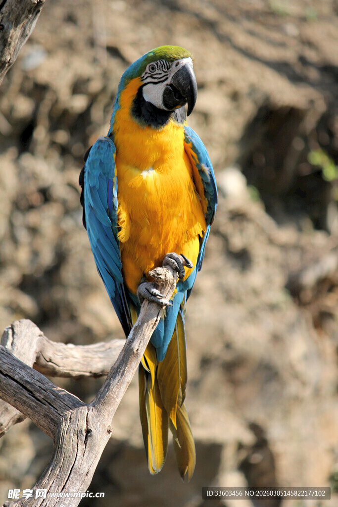 蓝黄鹦鹉栖息于树枝上