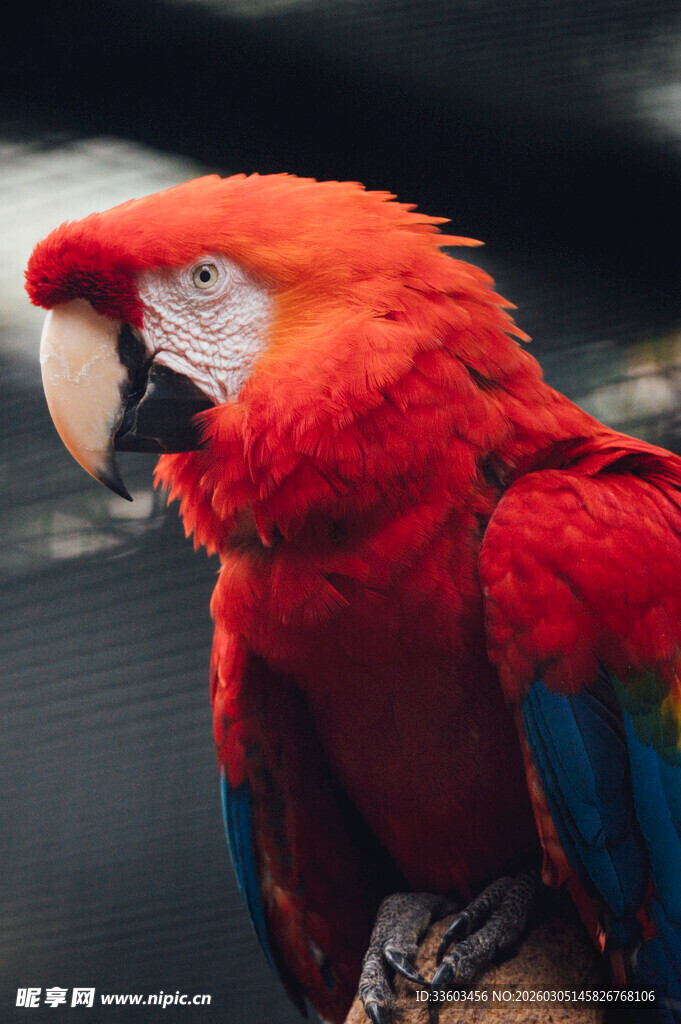 色彩艳丽的红金刚鹦鹉