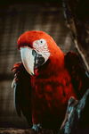 红色鹦鹉特写