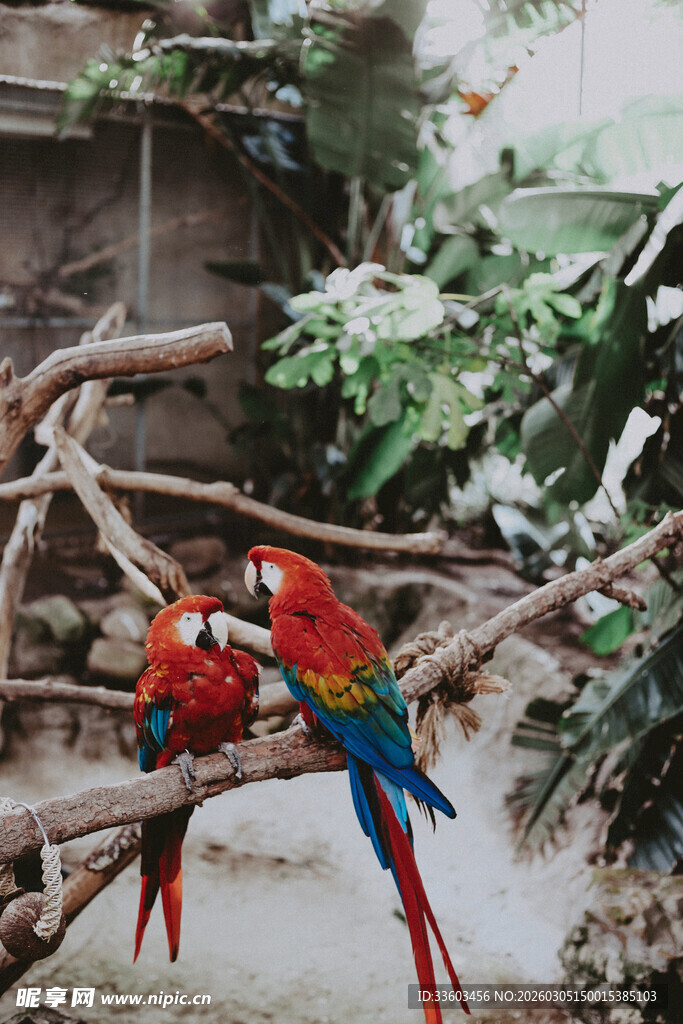 多彩鹦鹉栖息于繁茂树枝间
