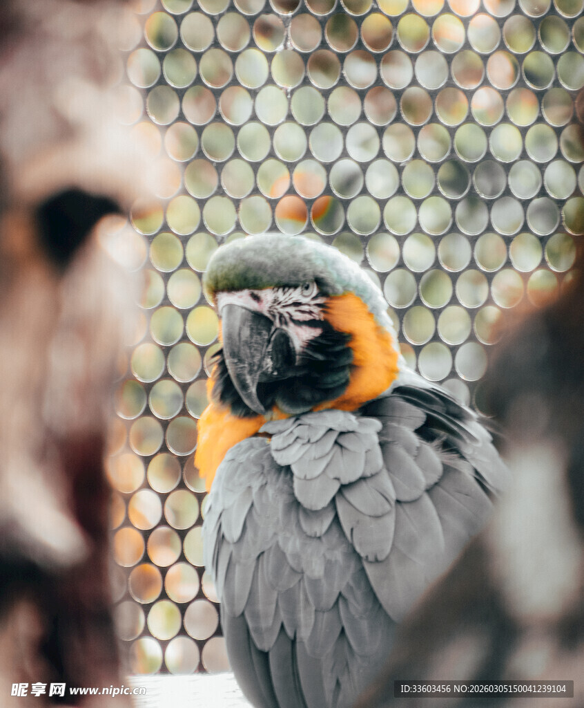 灰鹦鹉特写