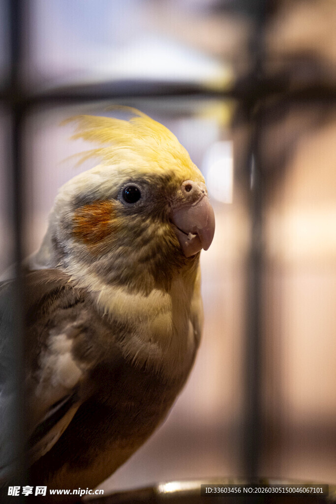 可爱玄凤鹦鹉特写