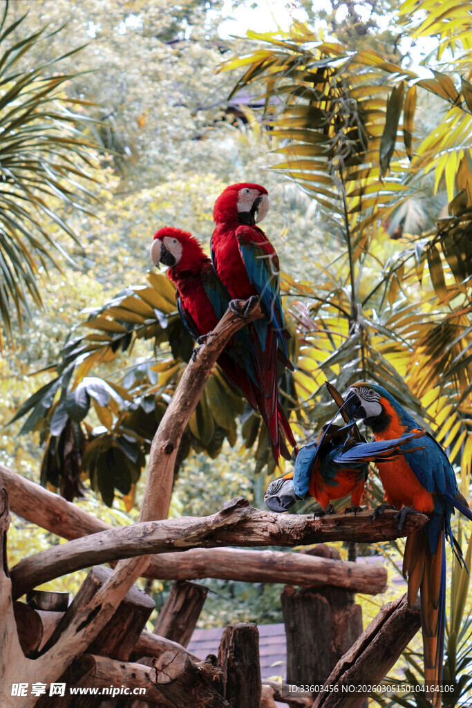 多彩鹦鹉栖息于繁茂枝叶间
