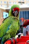 绿羽红面鹦鹉栖息红容器