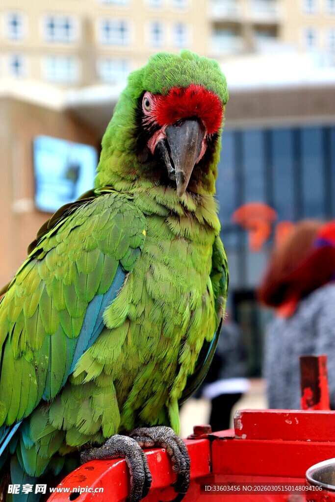 绿羽红面鹦鹉栖息红容器