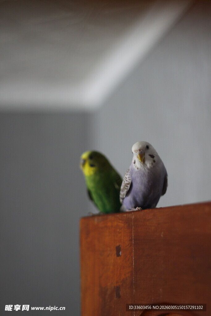 两只小鸟栖于木上