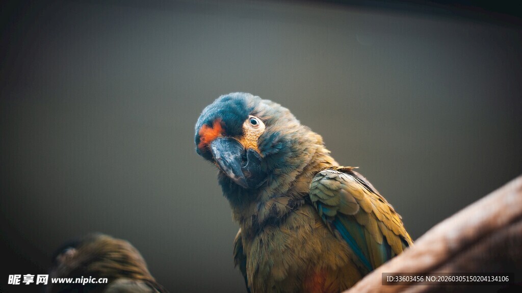 多彩鹦鹉栖息于枝头