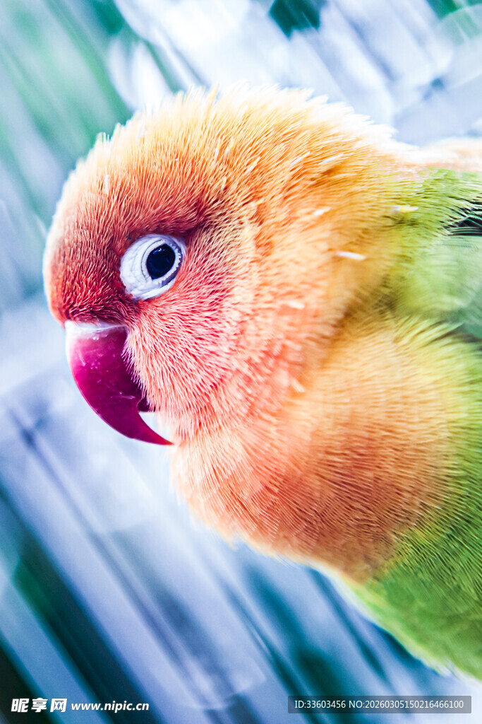 色彩斑斓的可爱鹦鹉