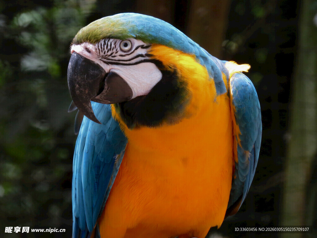 蓝黄相间的美丽金刚鹦鹉