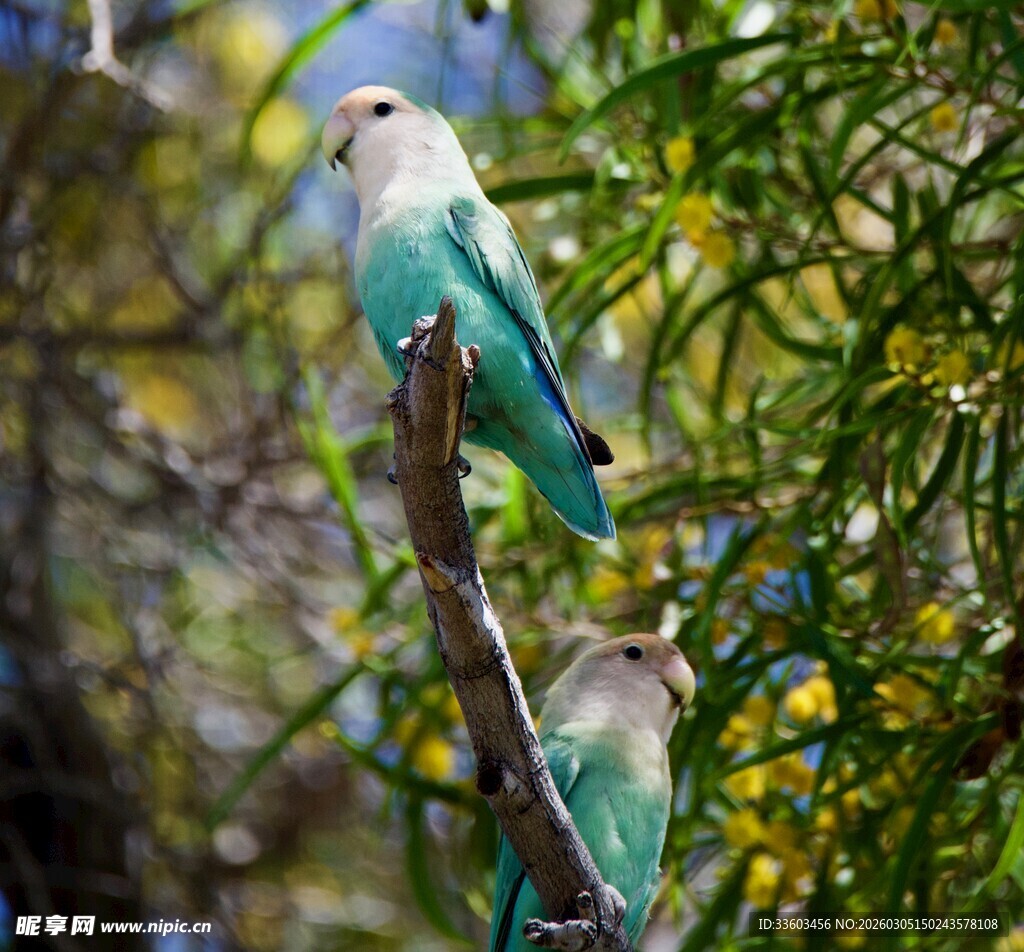 枝头双栖的多彩鹦鹉