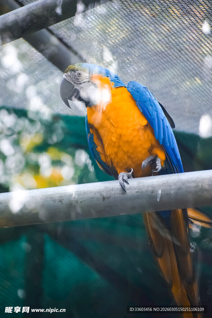 蓝黄鹦鹉栖息于金属杆上