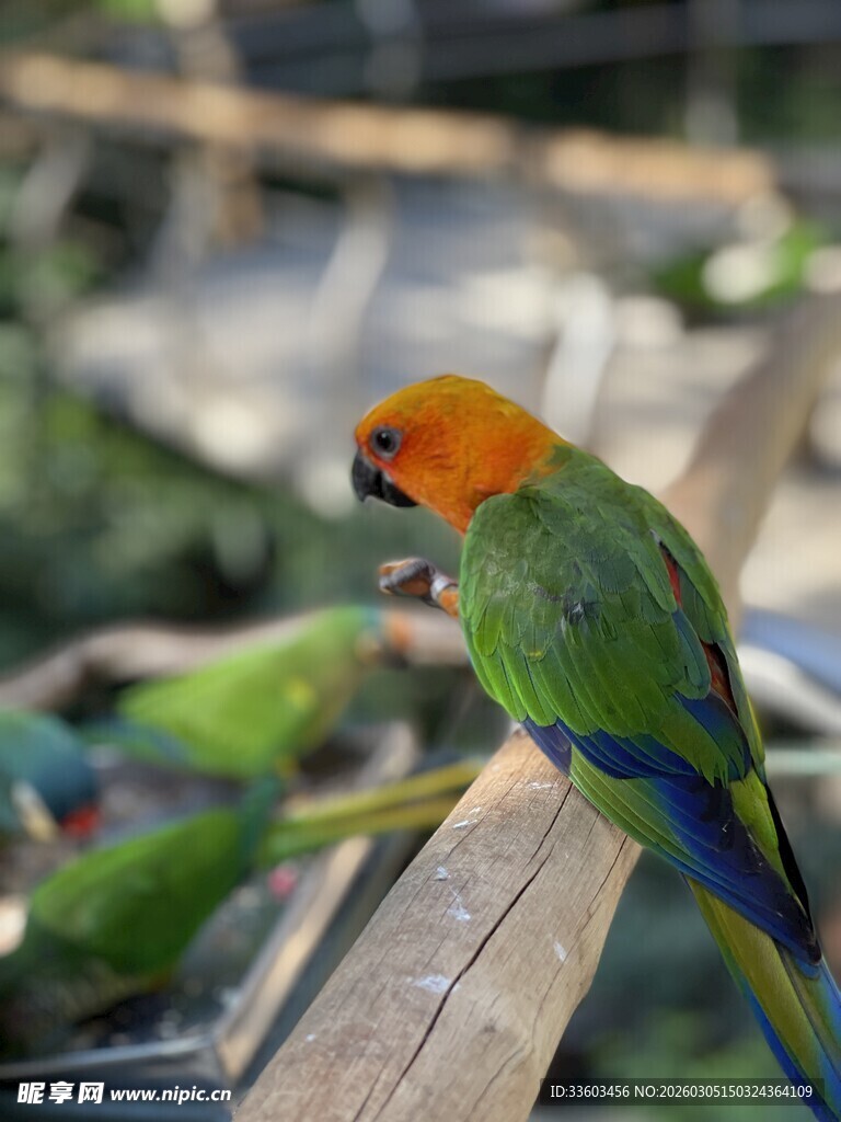 多彩鹦鹉栖息于木杆上