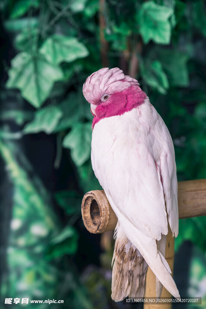 粉红头白鹦鹉栖息枝头