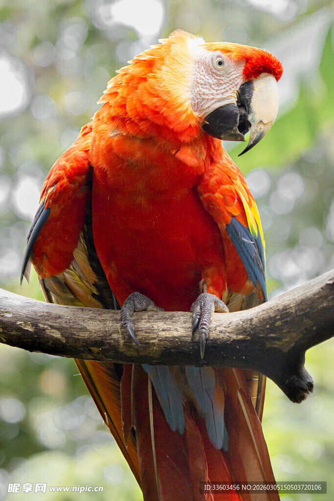 色彩艳丽的鹦鹉栖息枝头