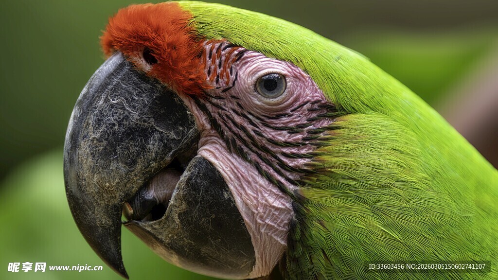 绿羽红冠鹦鹉特写