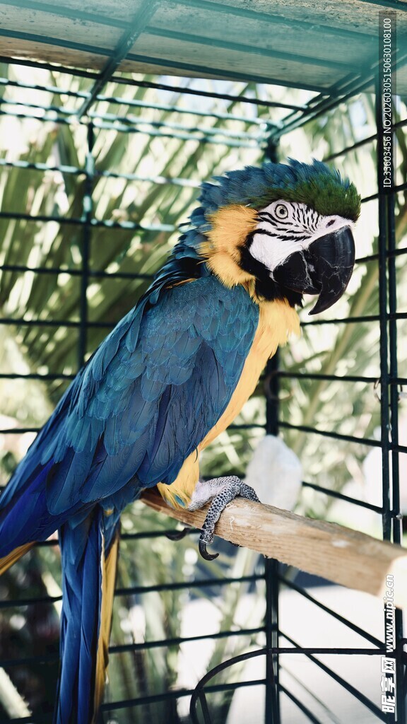 蓝黄金刚鹦鹉栖息枝头