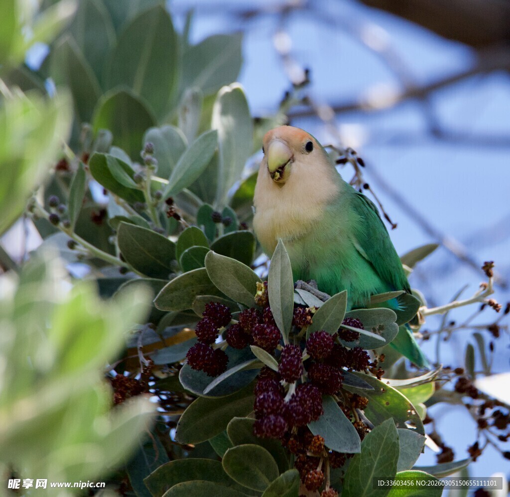 绿叶间色彩斑斓的鸟儿