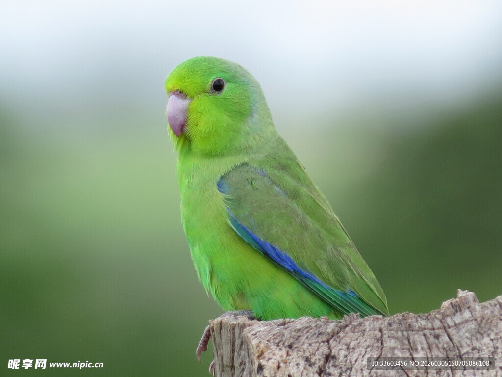 翠绿鹦鹉栖息于树桩上