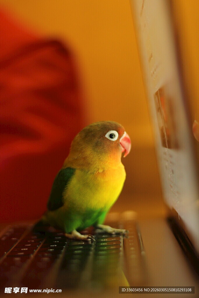 多彩鹦鹉站在笔记本电脑上