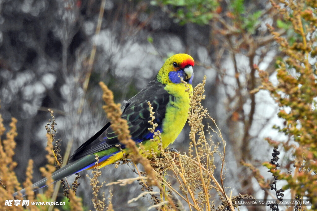 多彩鹦鹉栖息于植物间