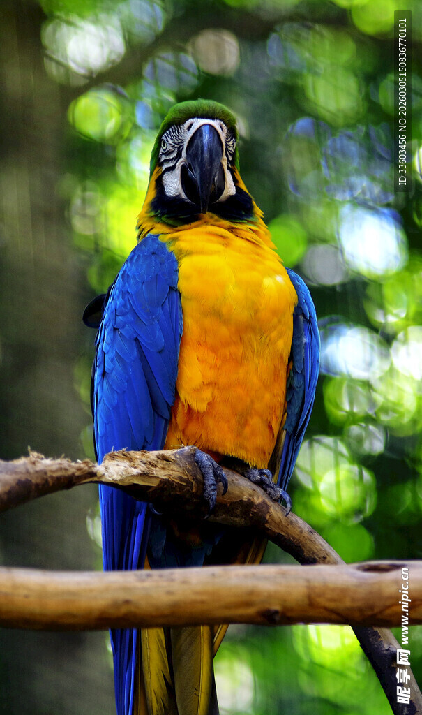 蓝黄鹦鹉栖息于树枝上