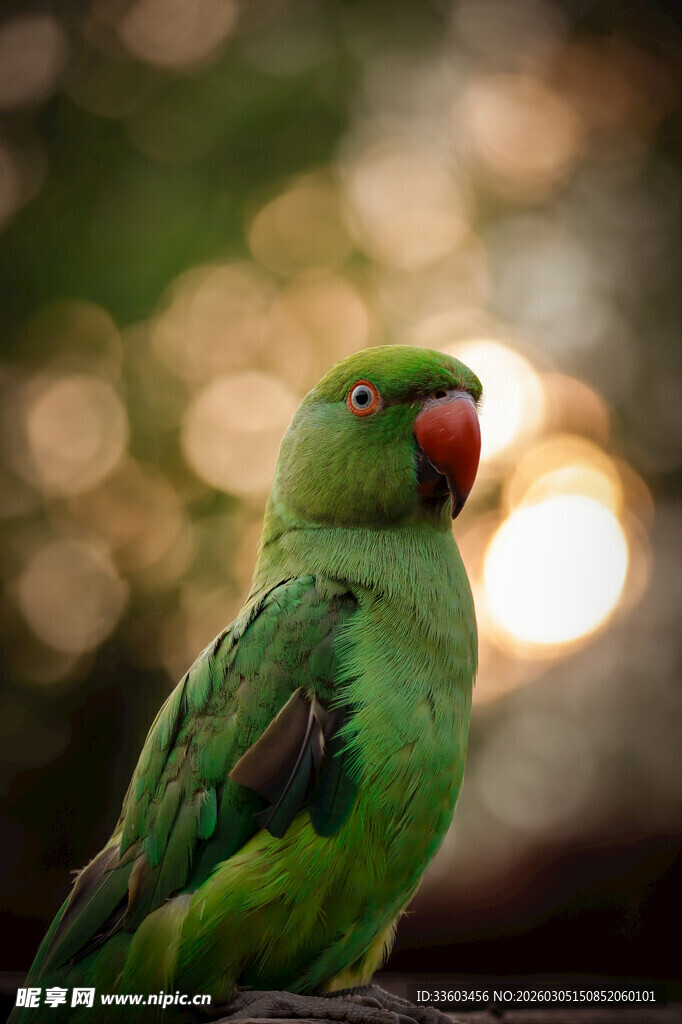 翠绿鹦鹉特写