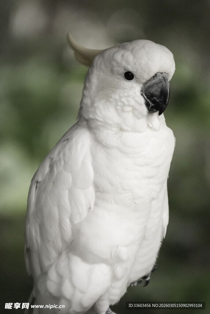 白色凤头鹦鹉特写