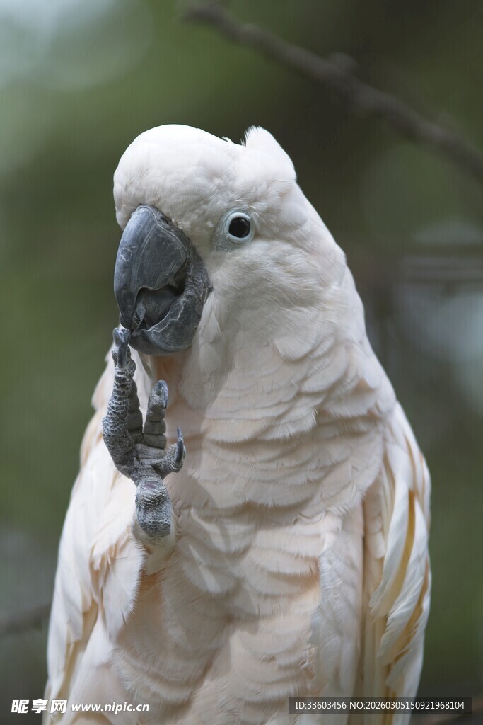 白色鹦鹉优雅姿态特写