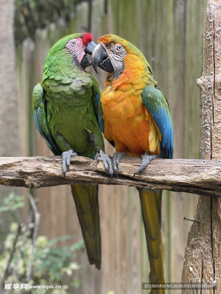 多彩鹦鹉亲昵依偎枝头