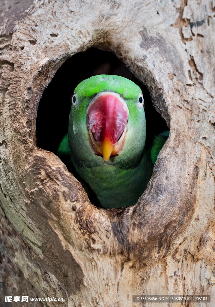 树洞中探头的多彩鹦鹉