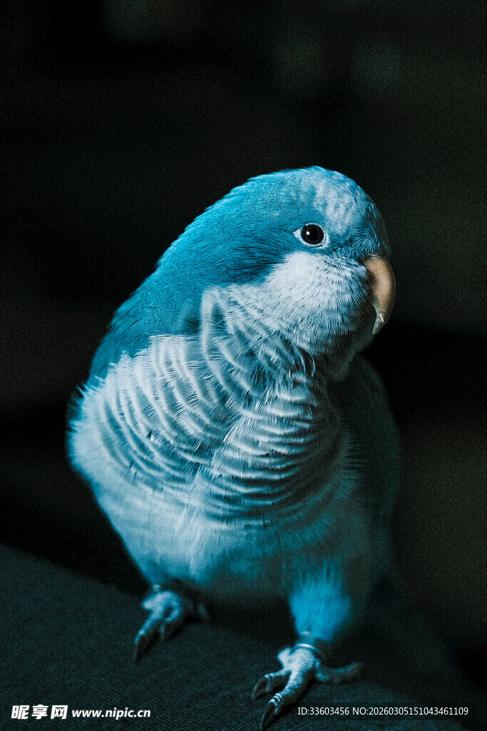 可爱蓝白鹦鹉特写