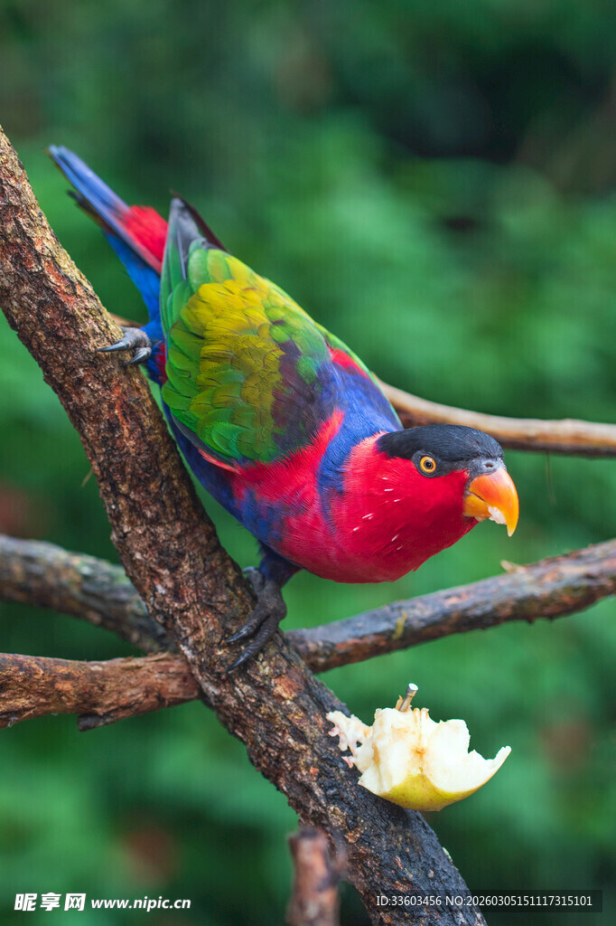 五彩鹦鹉枝头享美食