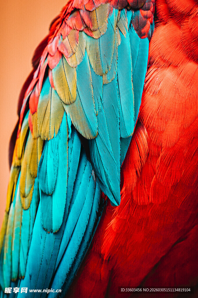 多彩鹦鹉绚丽羽毛特写