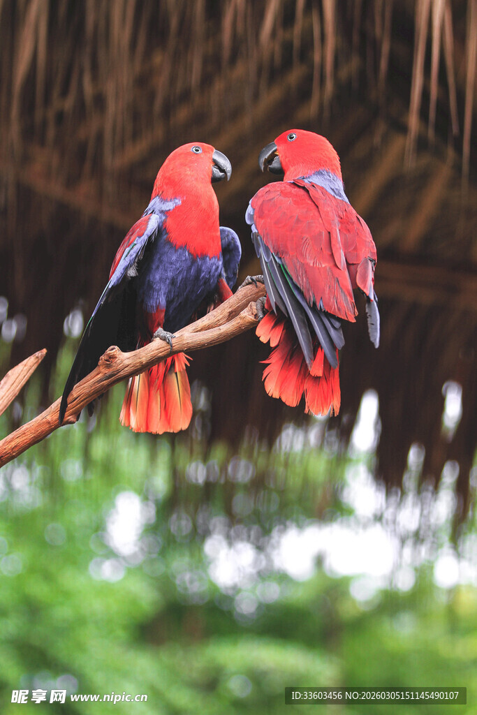 双鹦鹉栖于枝头