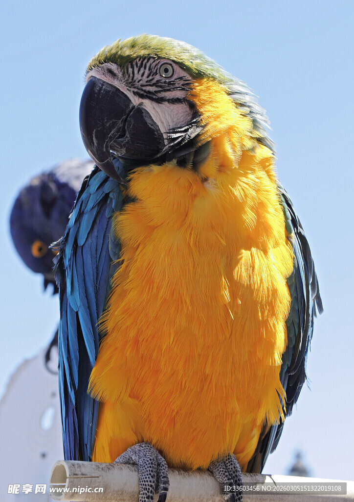 蓝黄相间的美丽金刚鹦鹉