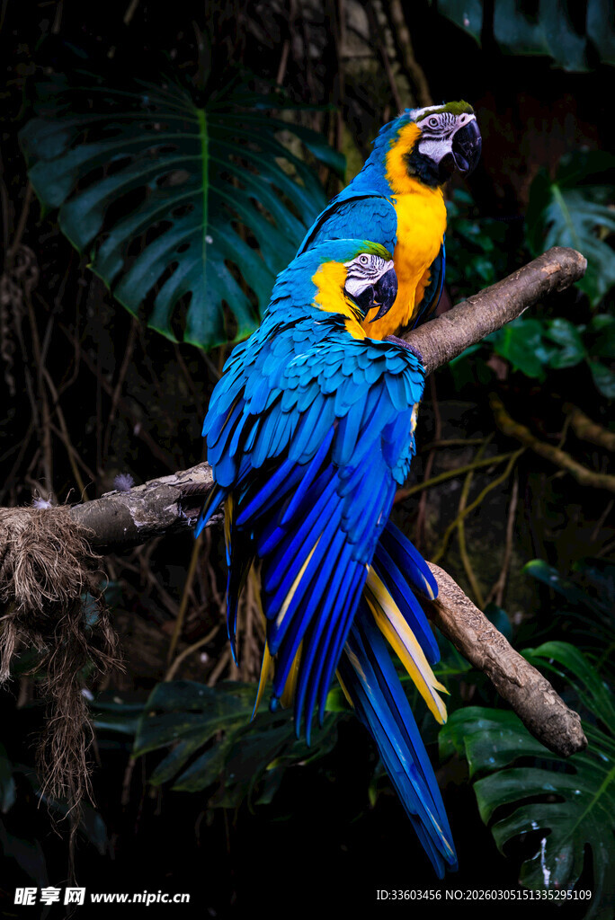蓝黄鹦鹉栖息于繁茂枝叶间