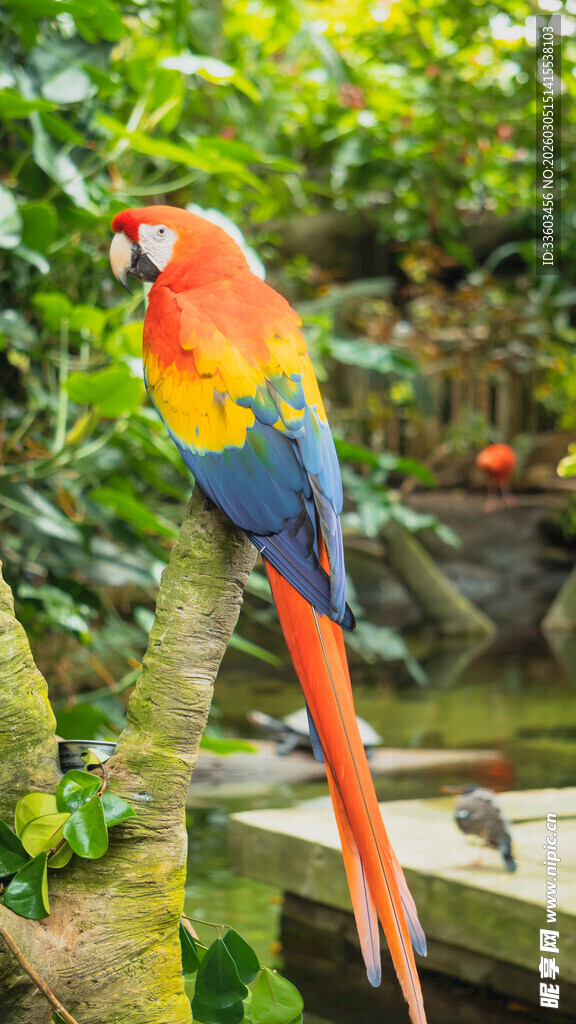 色彩斑斓鹦鹉栖息枝头