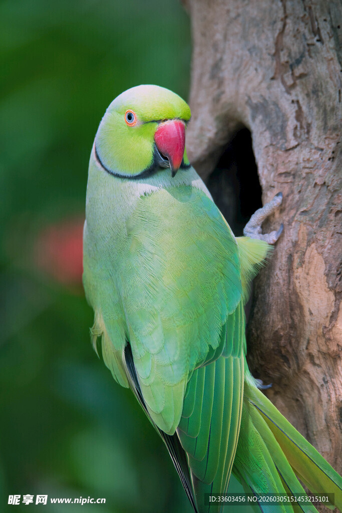 绿鹦鹉探头于树洞