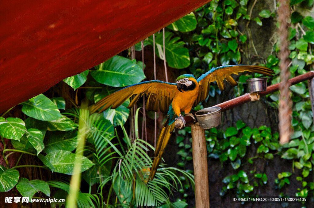 树枝上的多彩鹦鹉