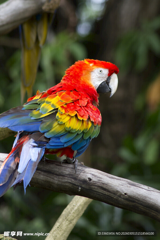 色彩斑斓的鹦鹉栖息枝头