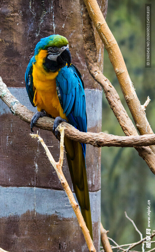 树枝上的多彩金刚鹦鹉