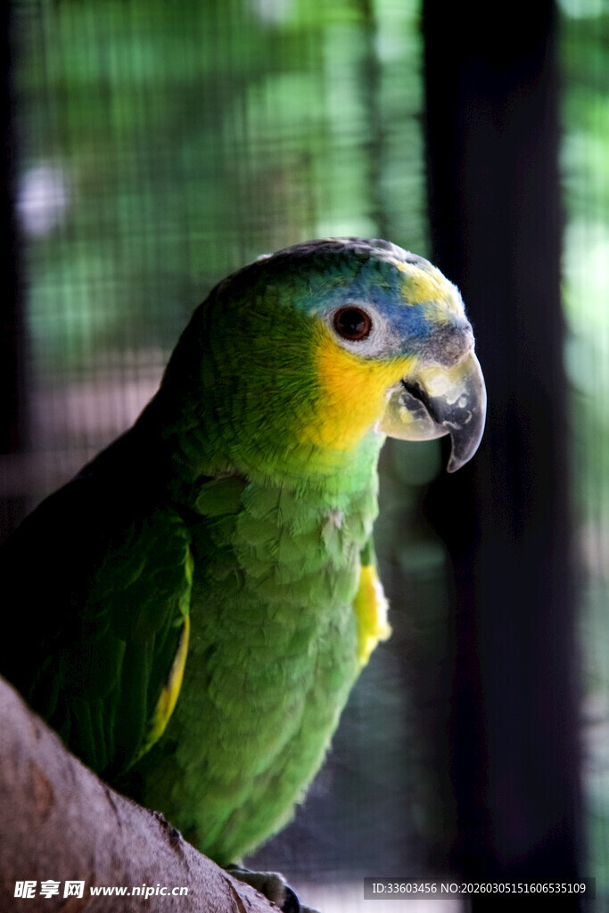 绿色鹦鹉栖息树枝