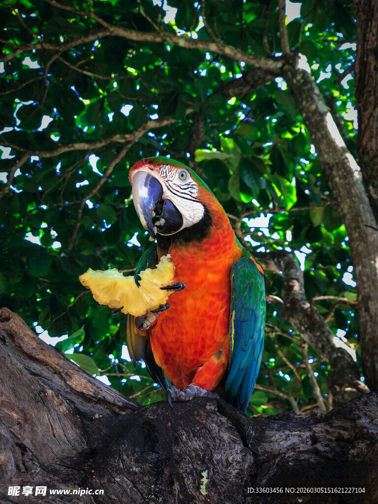 多彩鹦鹉栖于枝头进食