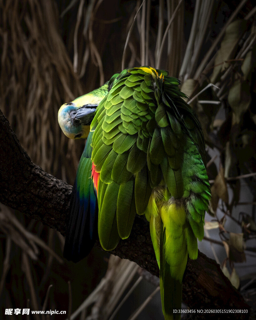 色彩斑斓的长尾鹦鹉