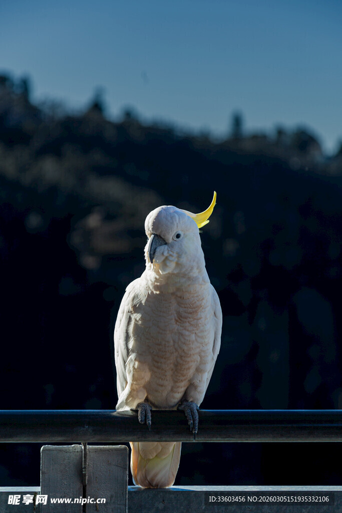 站在栏杆上的白色鹦鹉