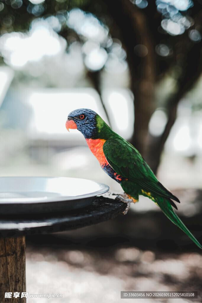 多彩鹦鹉立于木台