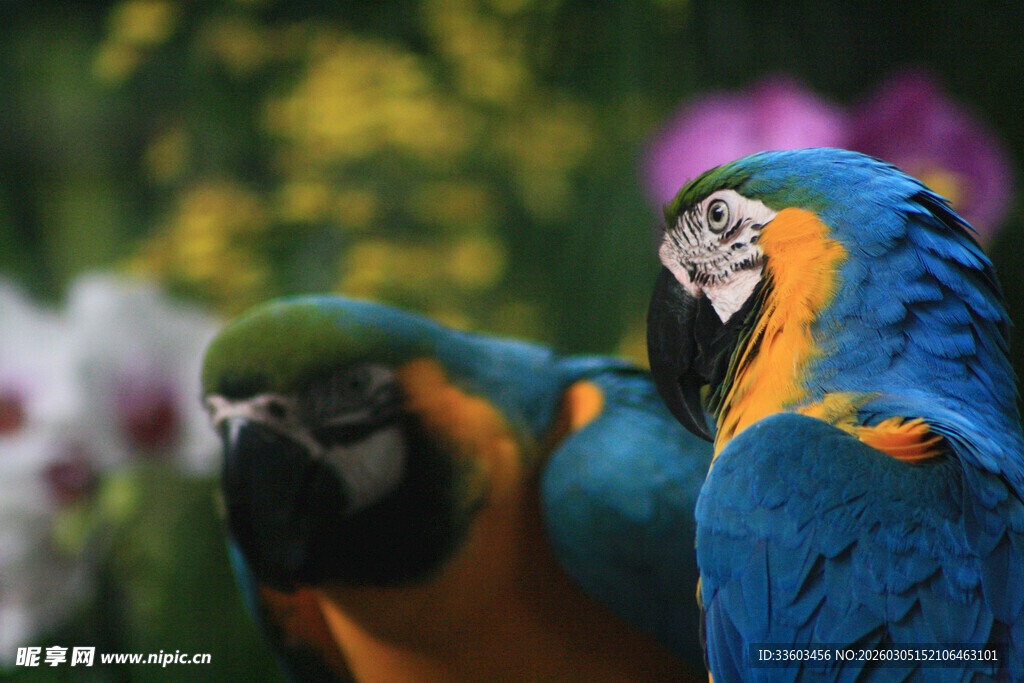 色彩斑斓的金刚鹦鹉