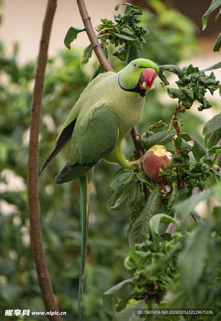 绿鹦鹉栖息果树享用果实